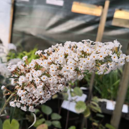 Arbre  papillons Blanc 'White profusion'