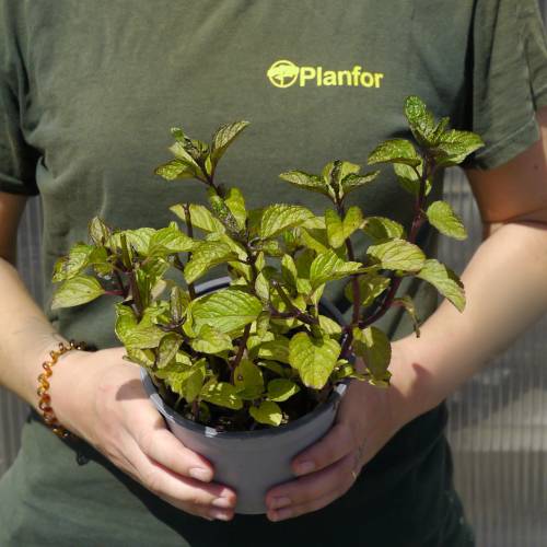 Menthe ananas