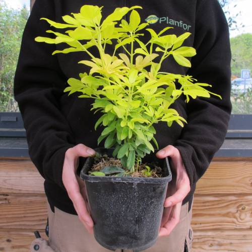 Oranger du Mexique dor Sundance