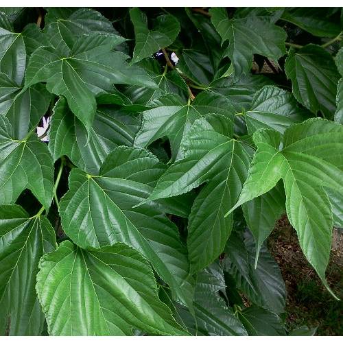 Mrier platane Strile