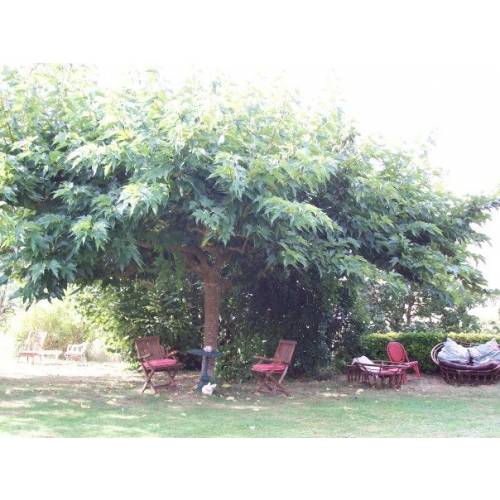 Mrier platane Strile