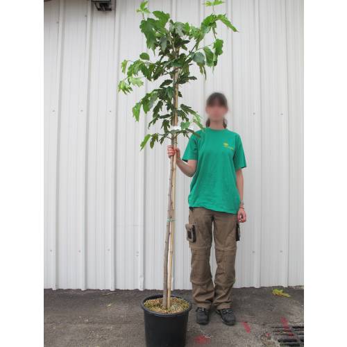 Mrier platane Strile