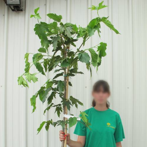 Mrier platane Strile