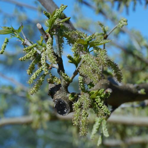 Mrier platane Strile