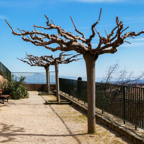 Mrier platane Strile