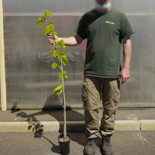 Mrier platane Strile