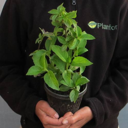 Hortensia 'Mme Emile Mouillre'