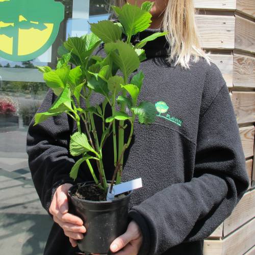 Hortensia 'Leuchtfeuer'