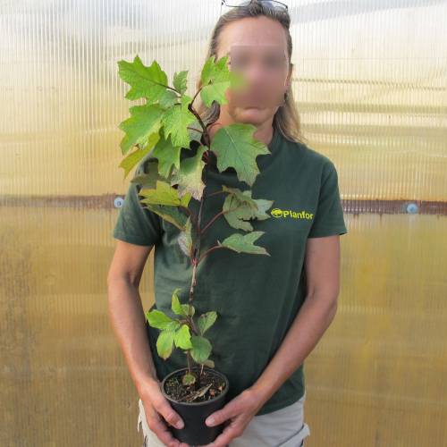 Hortensia  feuilles de chne