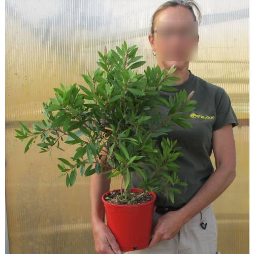 Rince-bouteille 'Laevis'