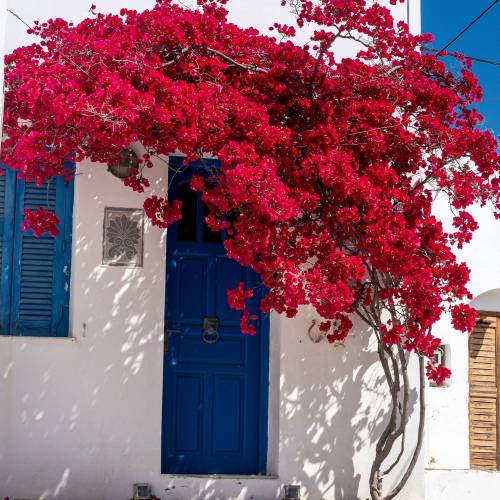 bougainvillea glabra rubra bougainvillea glabra rubra