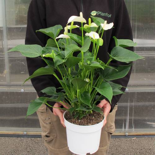 Anthurium andraeanum Seeds Indoor Graines Fleurs en pot rouge Anthurium plantes 100 particules sac 