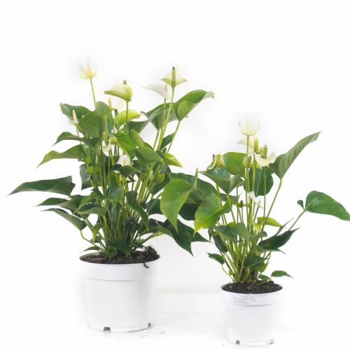 Anthurium à fleurs blanches