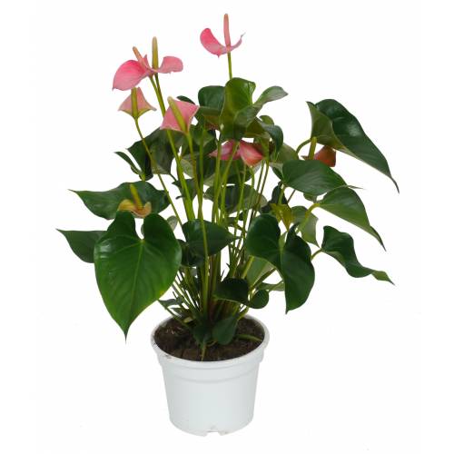 Anthurium à fleurs roses
