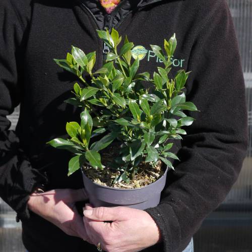 Gardenia jasminoides, Jasmin du Cap