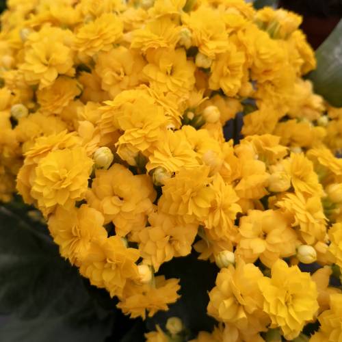Kalanchoe à fleurs jaunes