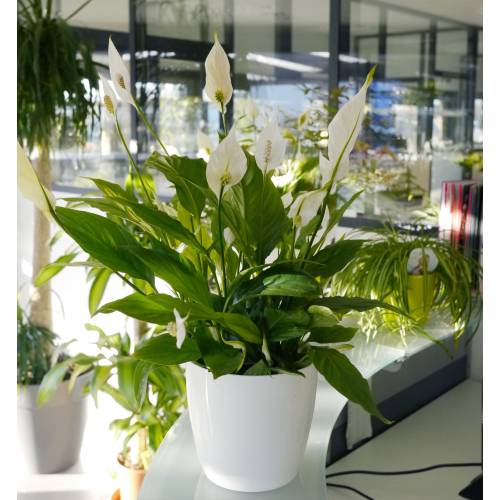 Plante Dépolluante : Le Spathiphyllum Ou Plante Fleur De Lune : la piéce à  Prix Carrefour