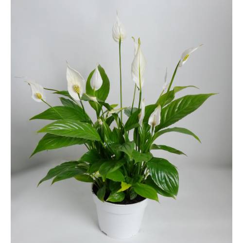 Fleur de Lune, Spathiphyllum - Livraison de plantes à domicile en 4h -  EntreFleuristes