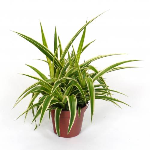 Chlorophytum, Plante araigne