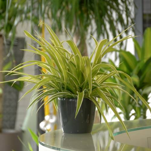 Chlorophytum, Plante araigne