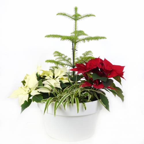 Chlorophytum, Plante araigne