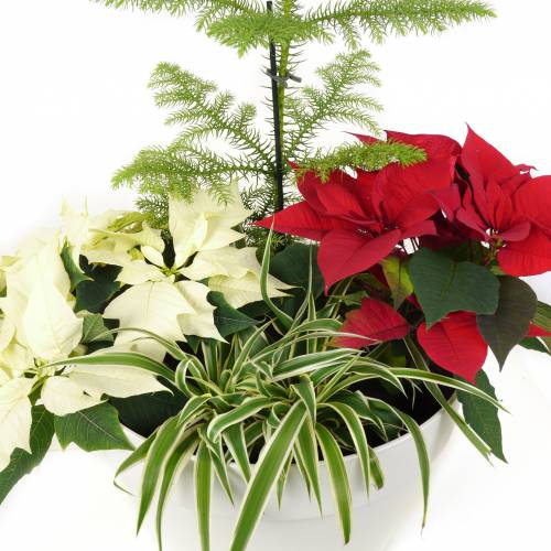 Chlorophytum, Plante araigne