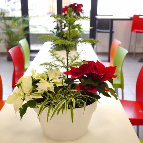 Chlorophytum, Plante araigne