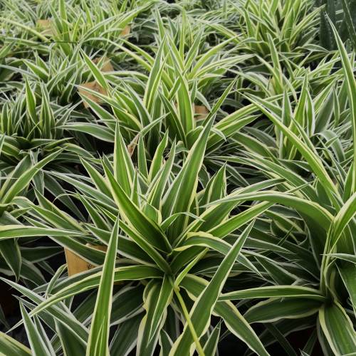 Chlorophytum, Plante araigne