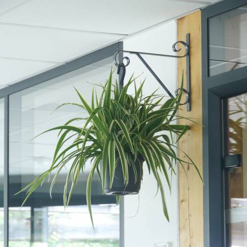 Chlorophytum, Plante araigne