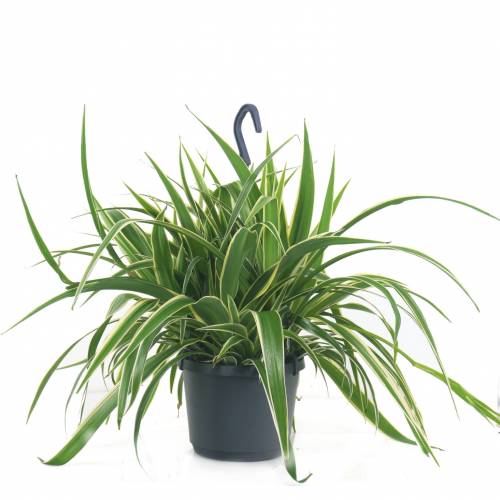 Chlorophytum, Plante araigne