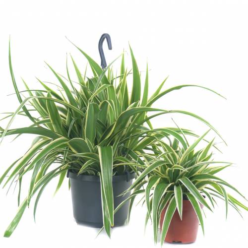 Chlorophytum, Plante araigne