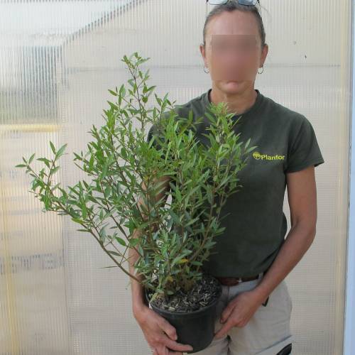 Filaire  feuilles troites