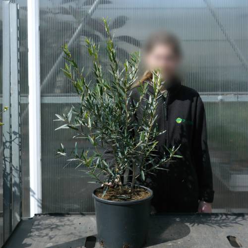 Filaire � feuilles �troites