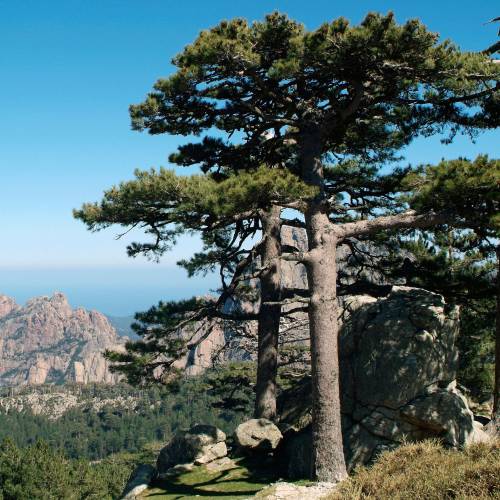 Pin laricio de Corse