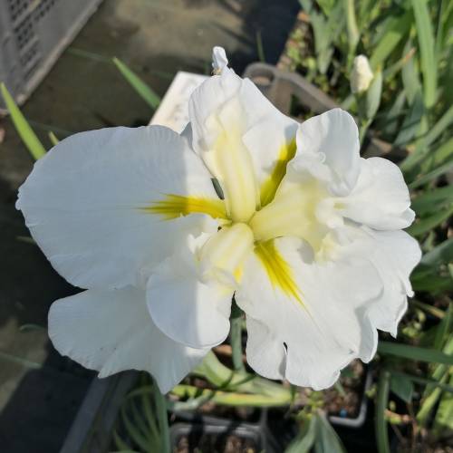 Iris japonais blanc