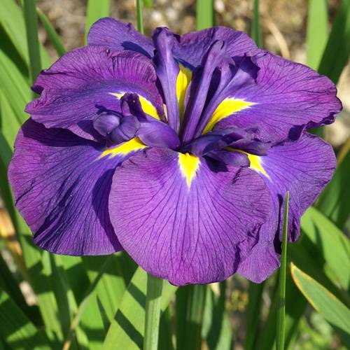 Iris japonais 'Gei-sho-mi'