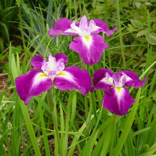 Iris japonais 'Himatsuri'