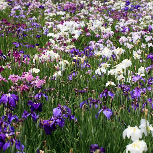 Iris japonais 'Himatsuri'