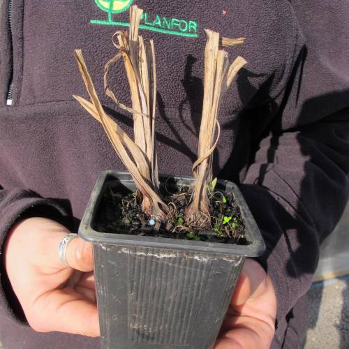 Iris japonais 'Momozomo'