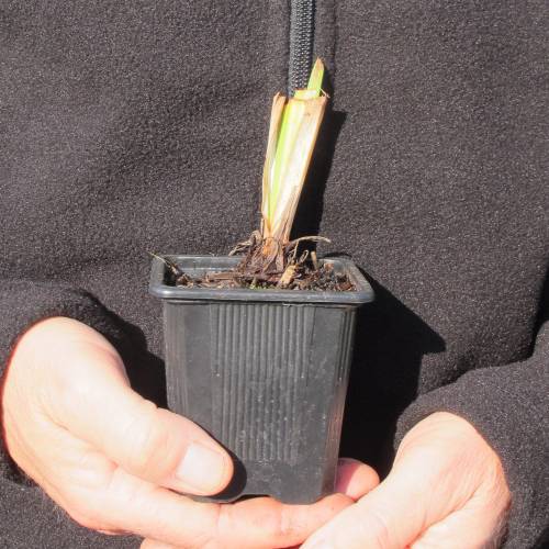 Iris japonais 'Momozomo'