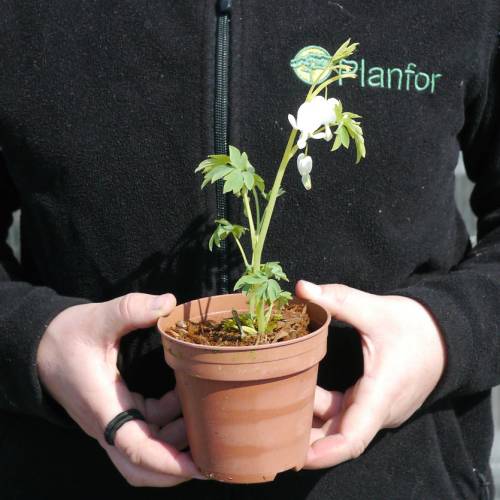 Coeur de Marie 'Alba'