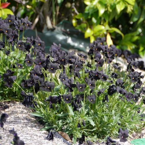 Violette noire 'Molly Sanderson'