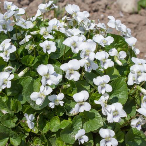 Violette odorante blanche