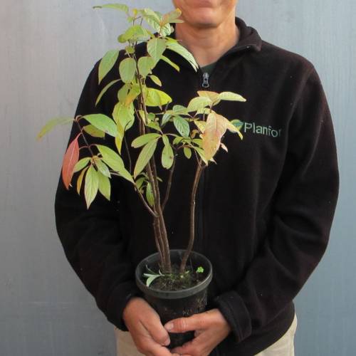 Bois bouton, Cphalanthe