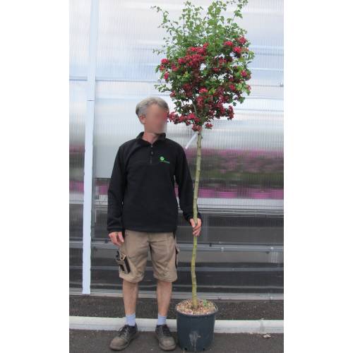 Aub�pine � fleurs rouges 'Paul's Scarlet'