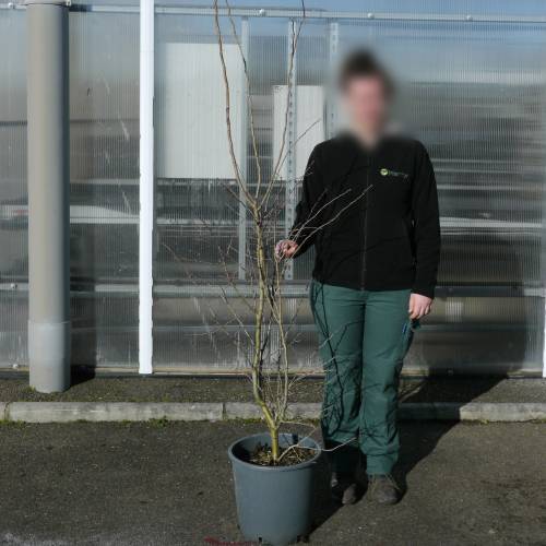 Aub�pine � fleurs rouges 'Paul's Scarlet'