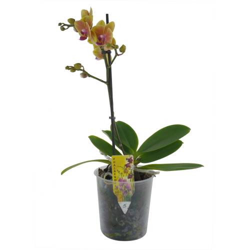 Orchide papillon Orange, Phalaenopsis