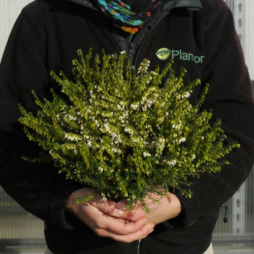 Bruy�re d'hiver blanche