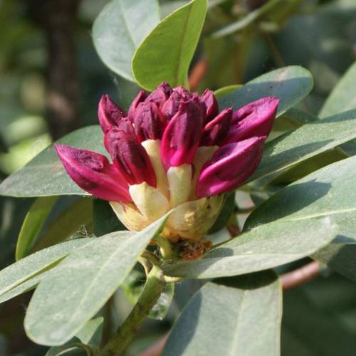 Rhododendron rose 'Nova Zembla'