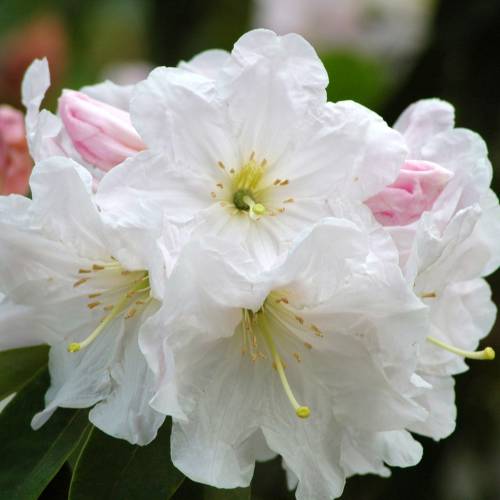 Rhododendron blanc 'Discolor'